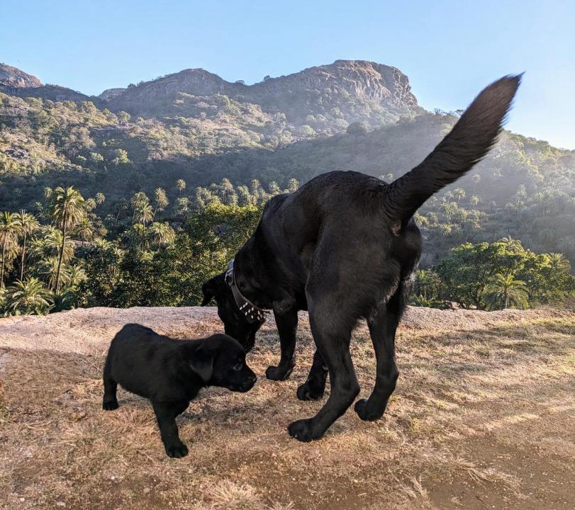 Photo of Others in Mount Abu