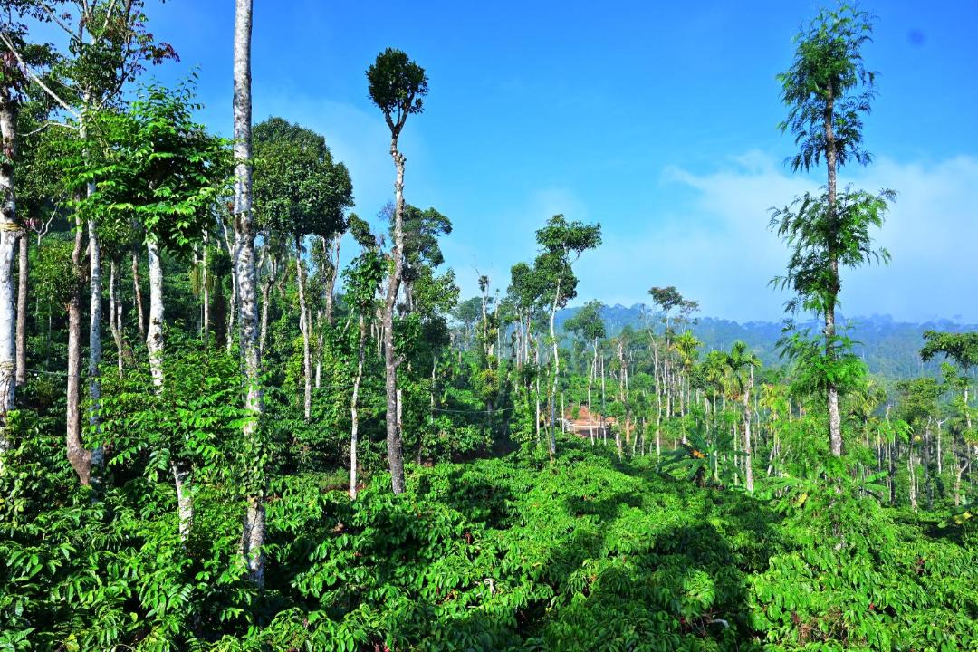 Photo of Others in Sakleshpur