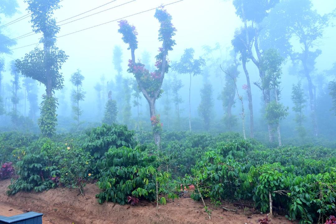 Photo of Others in Sakleshpur