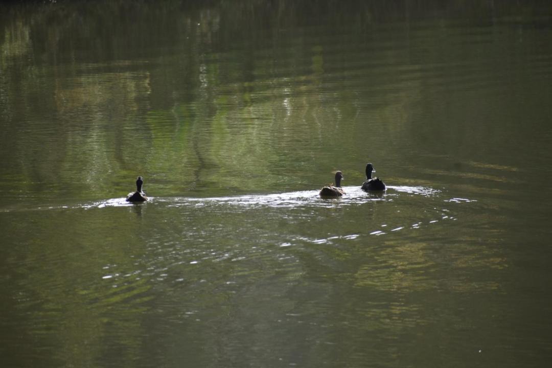 Photo of Others in Madikeri