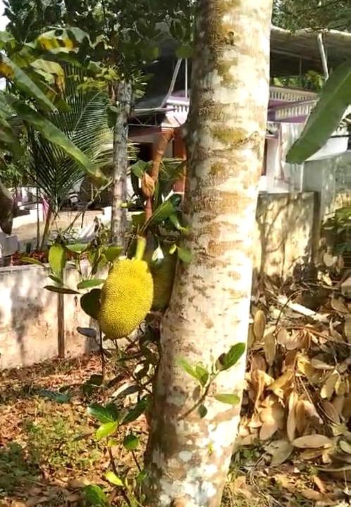 Photo of Others in Onamthuruth