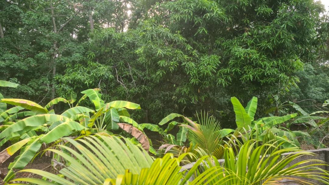 Photo of Others in Chirayinkil