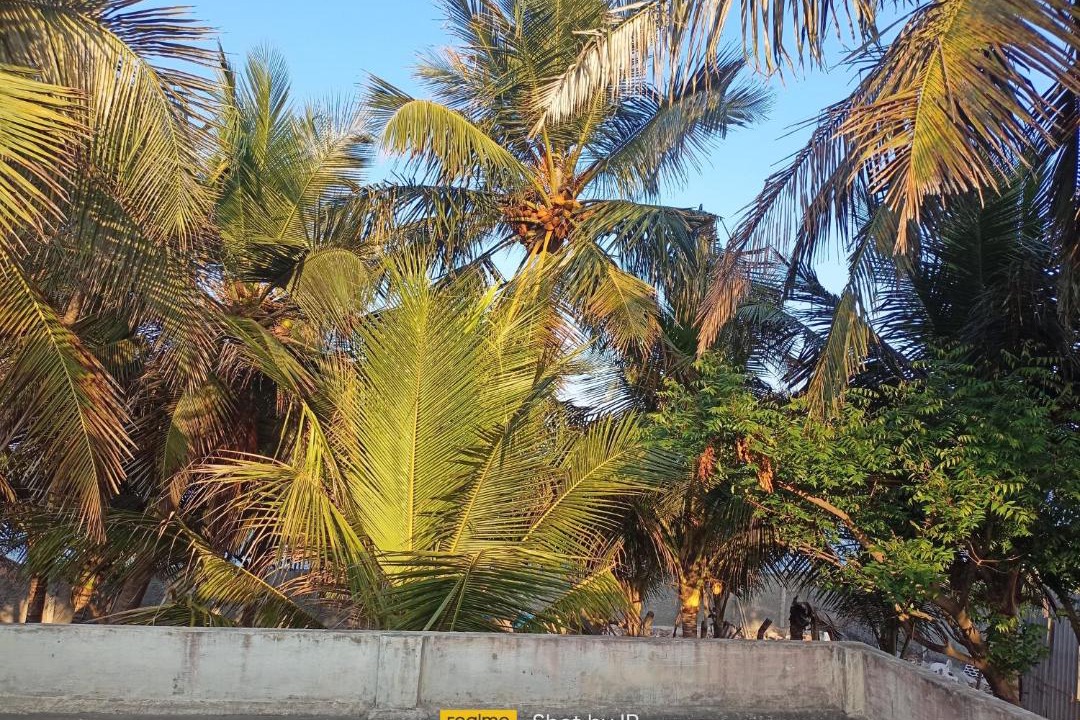 Photo of Others in Tranquebar