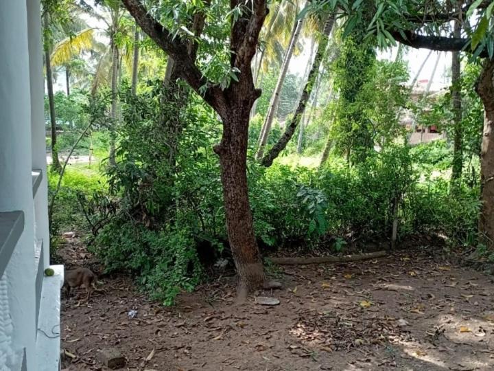 Photo of Others in Cuncolim
