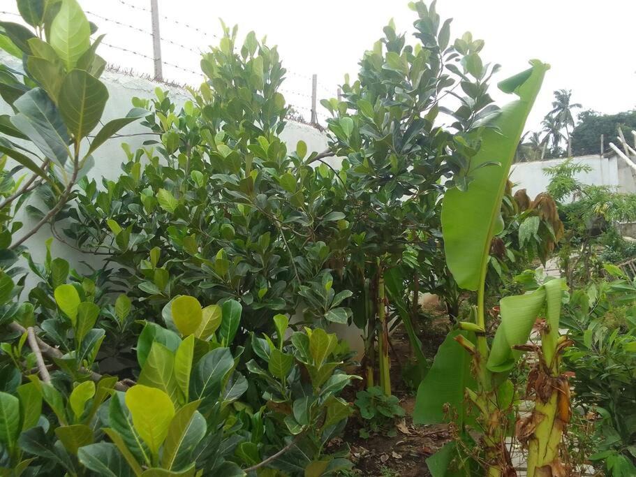 Photo of Outdoor in Puri