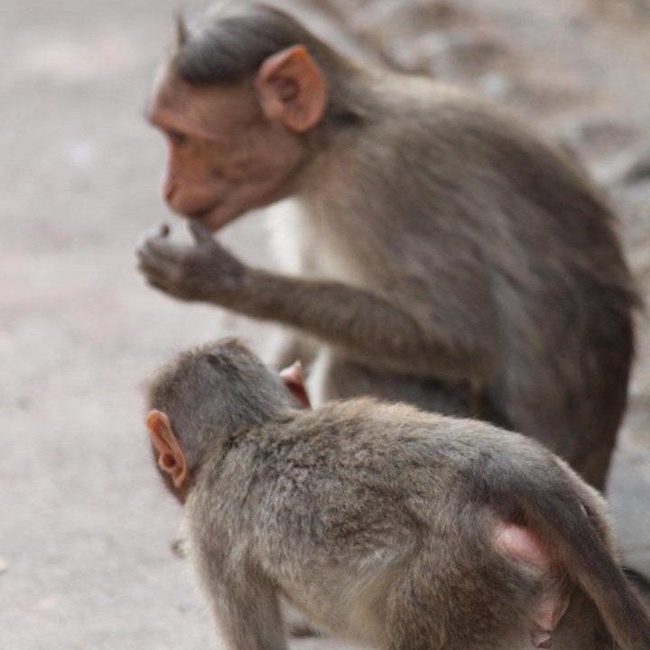 Photo of Others in Kamalapur