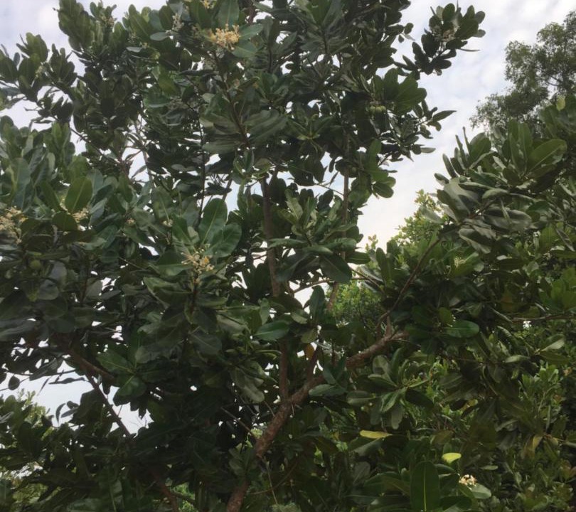 Photo of Outdoor in Puri