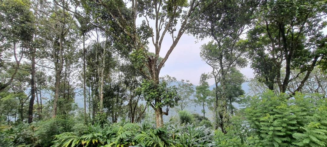 Photo of Outdoor in Peermade