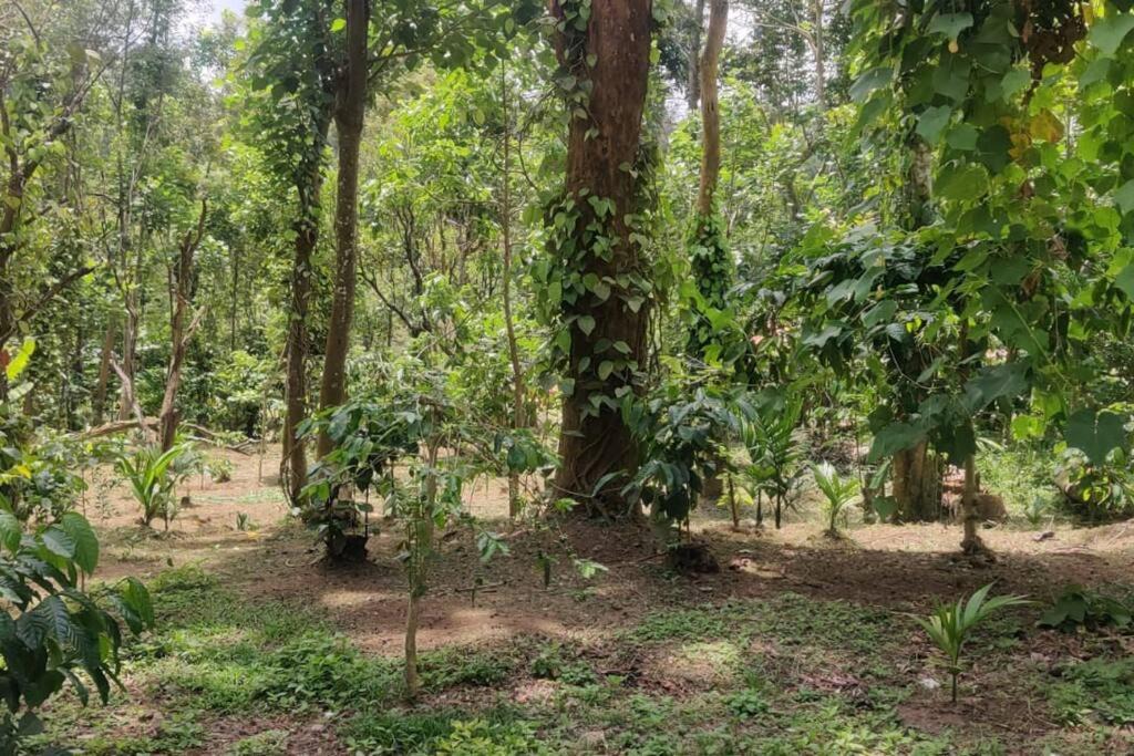 Photo of Outdoor in Virarajendrapet