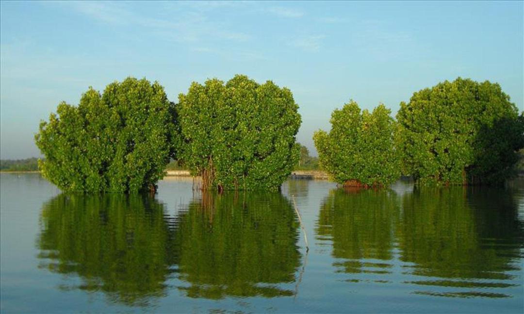 Photo of Outdoor in Munroe Island