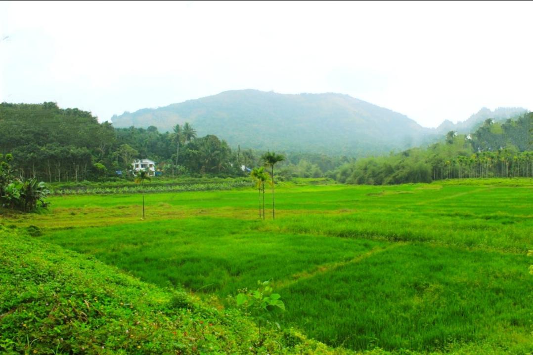 Photo of Others in Vayittiri