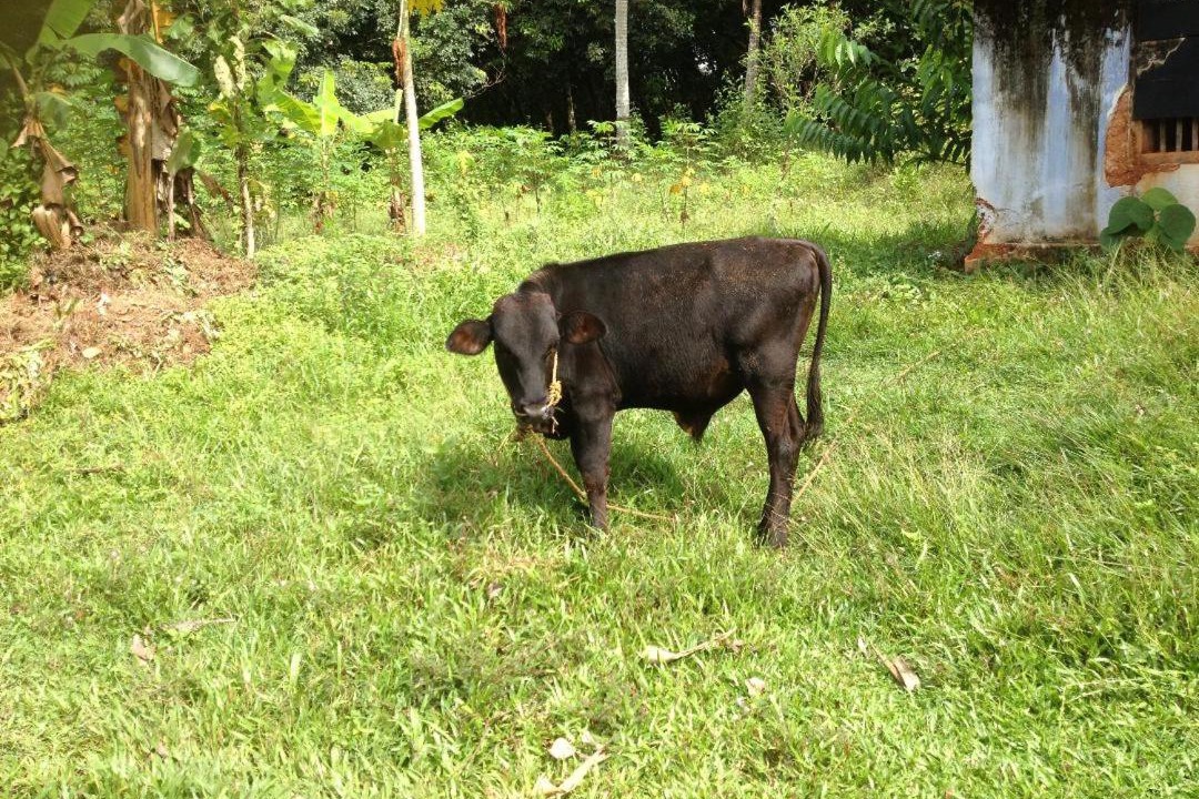 Photo of Others in Kulanada