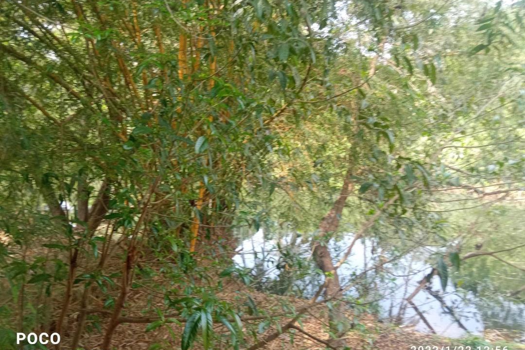 Photo of Others in Perumbaikad
