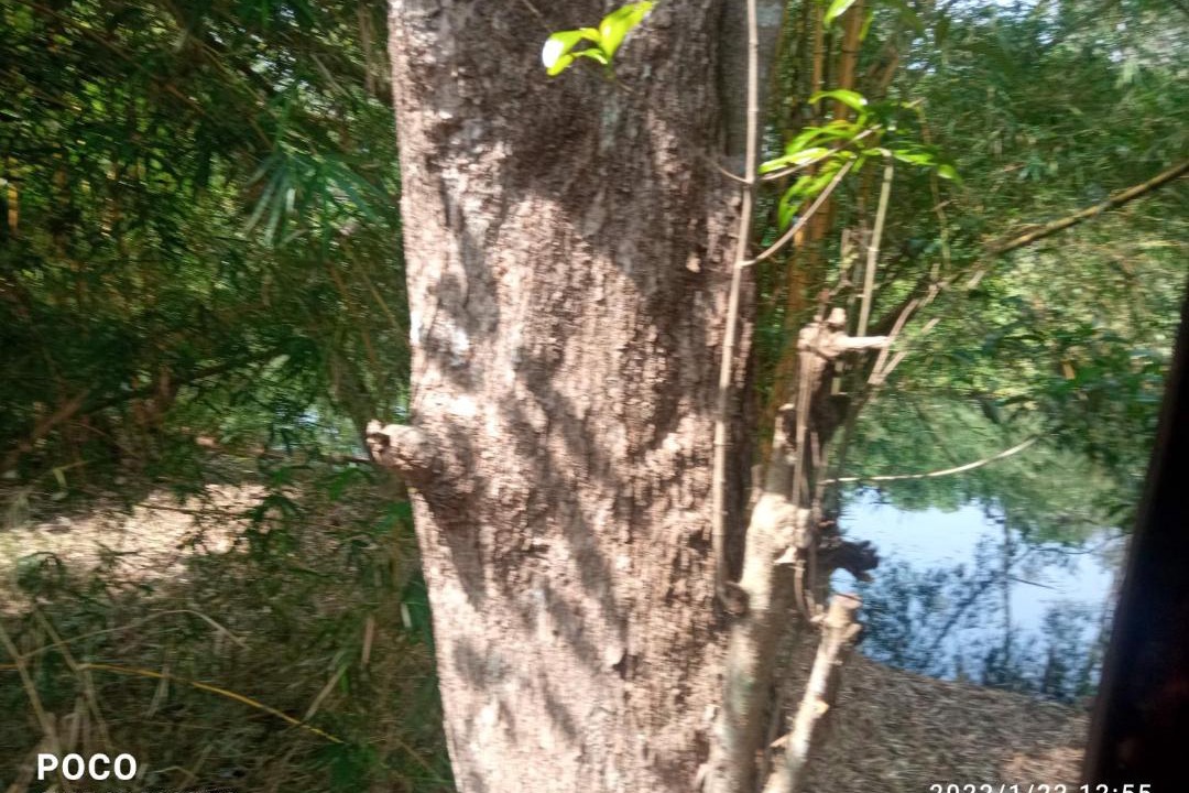 Photo of Others in Kumaranalloor