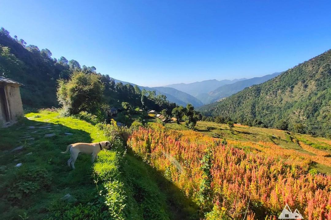 Photo of Others in Chamoli