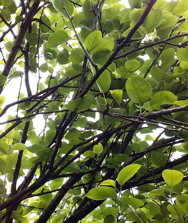 Photo of Outdoor in Kanthalloor