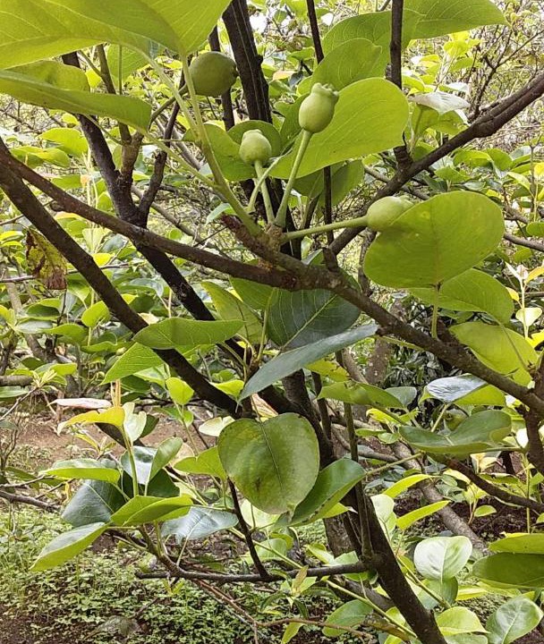 Photo of Outdoor in Kanthalloor