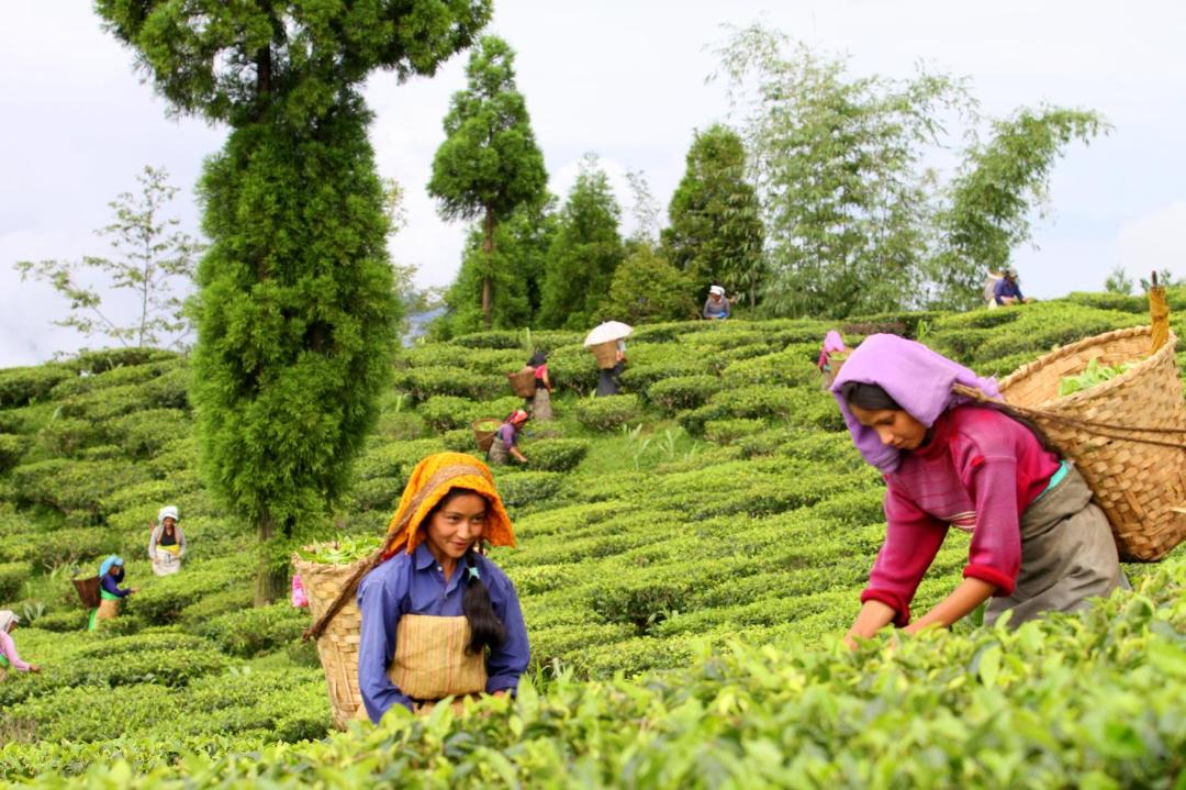 Photo of Others in Kurseong