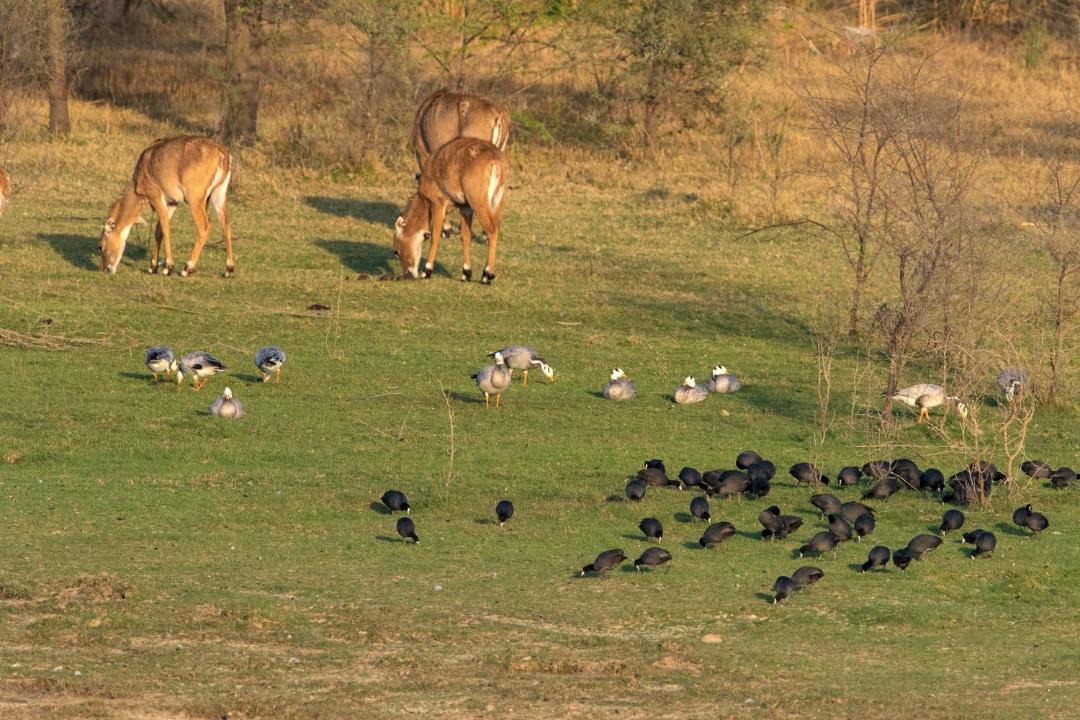 Photo of Others in Pali