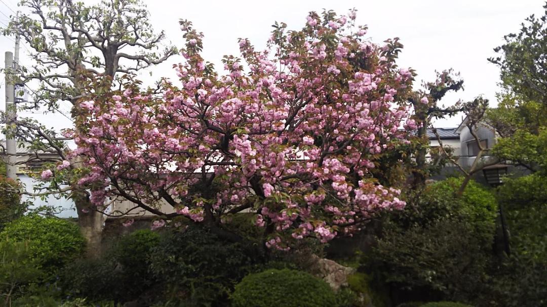 Photo of Others in Hirakata