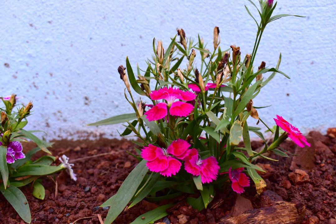 Photo of Outdoor in Agonda