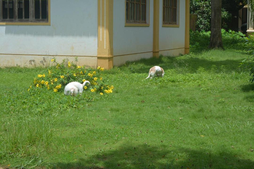 Photo of Buildings in Vanelim