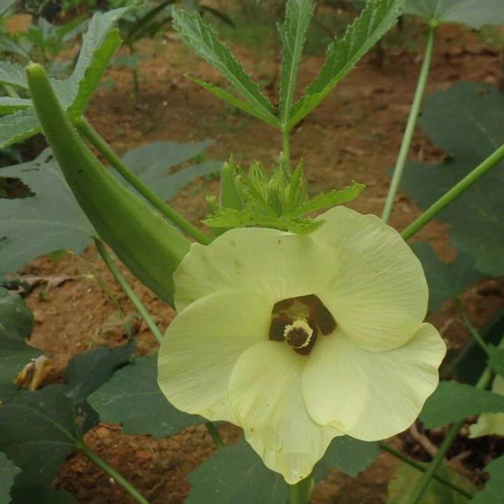 Photo of Outdoor in Kumarakom